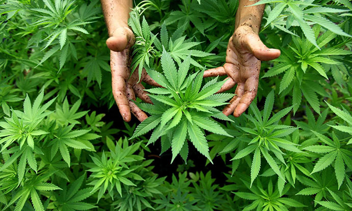 Marihuana.jpg